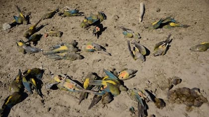 Investigan envenenamiento o gripe aviar en el caso de los 250 loros muertos en Neuquén.