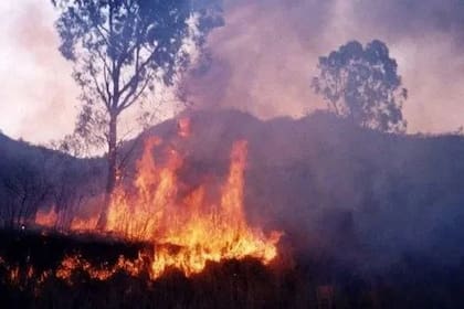 Investigan las causas de los incendios en el parque