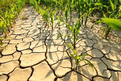 Investigar cómo las plantas responden a las nuevas situaciones de su entorno resulta crucial para desarrollar cultivos más tolerantes al cambio climático