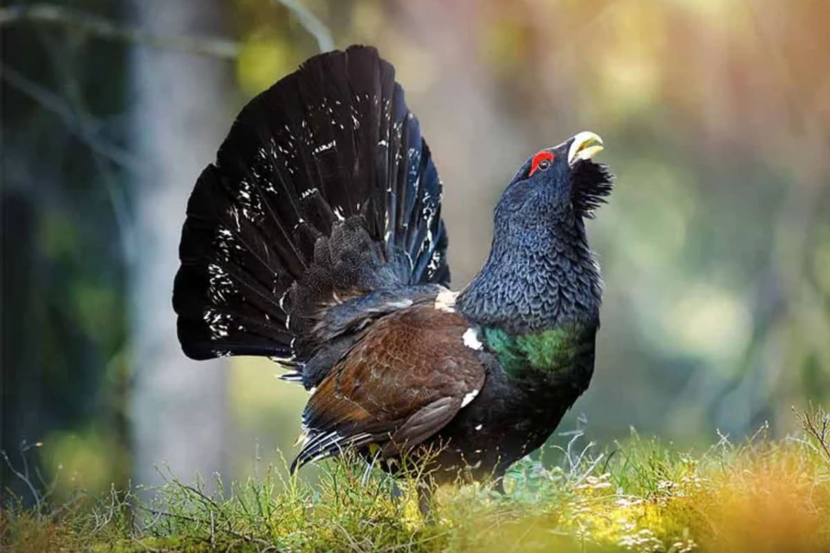 Invirtieron más de cinco millones de dólares en liberar 30 aves en peligro crítico y solo una sobrevivió