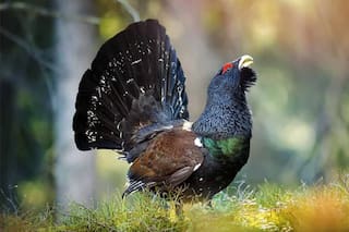 Gastaron cinco millones de dólares para liberar 30 aves en peligro de extinción y en seis meses solo quedó una con vida