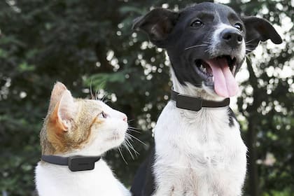 Invoxia presentó en CES 2022 un collar diseñado para medir los datos de salud del can o felino y su ubicación