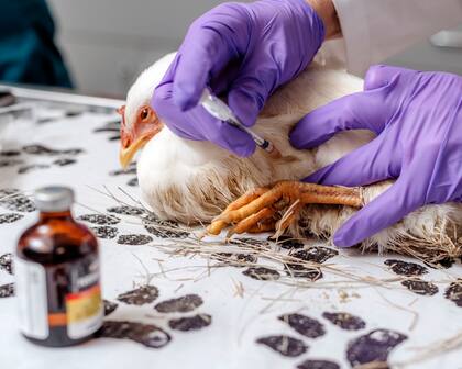 Inyección con ivermectina a una gallina en el Emerson Animal Hospital (Houston Cofield/The New York Times)