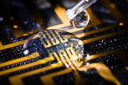 Inyectando un gel que contiene enzimas que actúan como moléculas de ensamblaje, los científicos lograron cultivar electrodos en el tejido de peces cebra y sanguijuelas medicinales