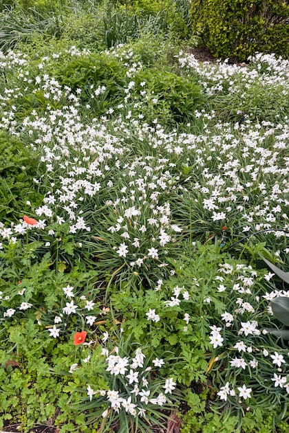 Ipheion uniflorum en el jardín de entrada de una casa