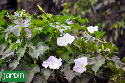 Ipomoea alba abre de noche sus generosas flores blancas de perfume suave