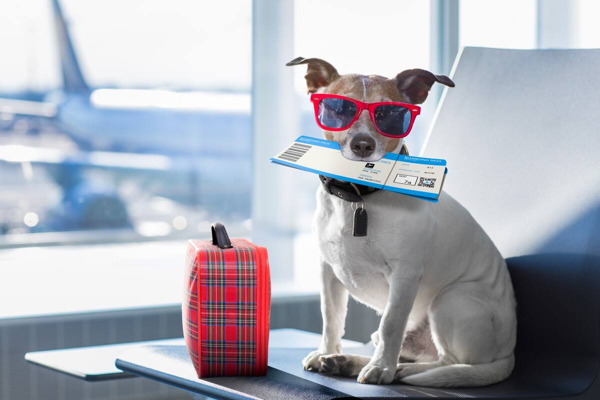 Ir de viaje con una mascota implica el cumplimiento de una larga lista de requisitos