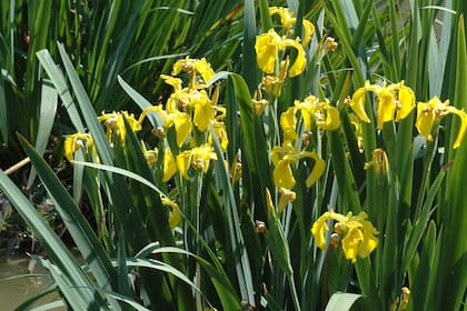 Iris
