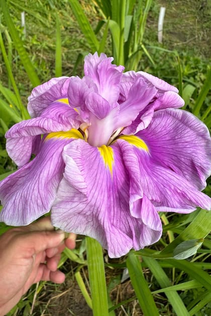Iris ensata 'Flamingo Waltz'