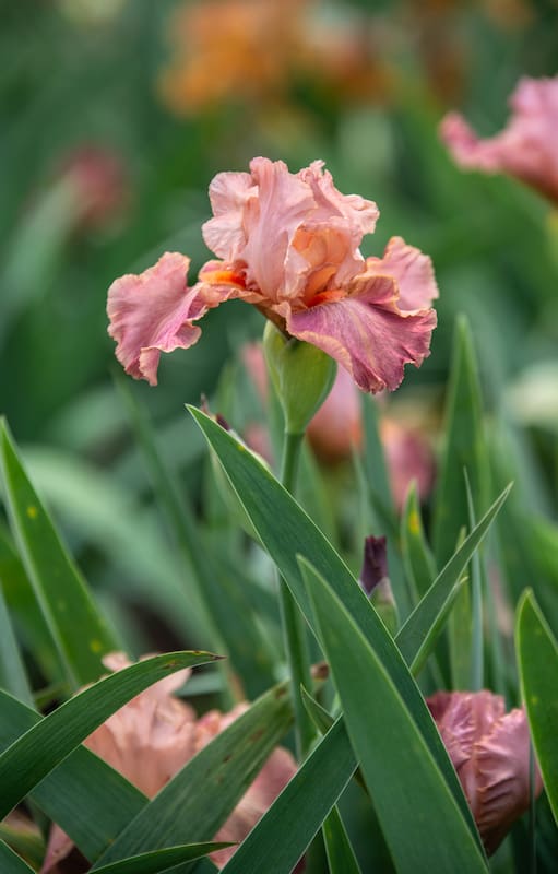 Iris germanica: el secreto de los iris es su gran capacidad de adaptación al entorno. Irán floreciendo según el clima de la zona, más temprano o más tarde.