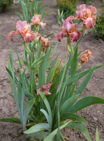 Iris germanica ‘Top Gun’.
