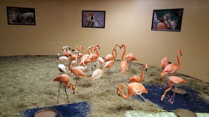 Varios flamencos fueron resguardados dentro de una habitación del parque temático Busch Gardens Tampa Bay