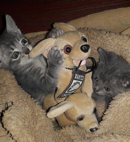 Iron y Ultra ahora tienen una familia que incluye además de a Blondie, otros 4 perros