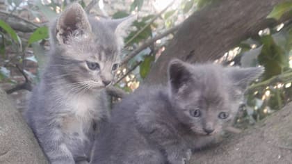 Iron y Ultra tienen 3 meses