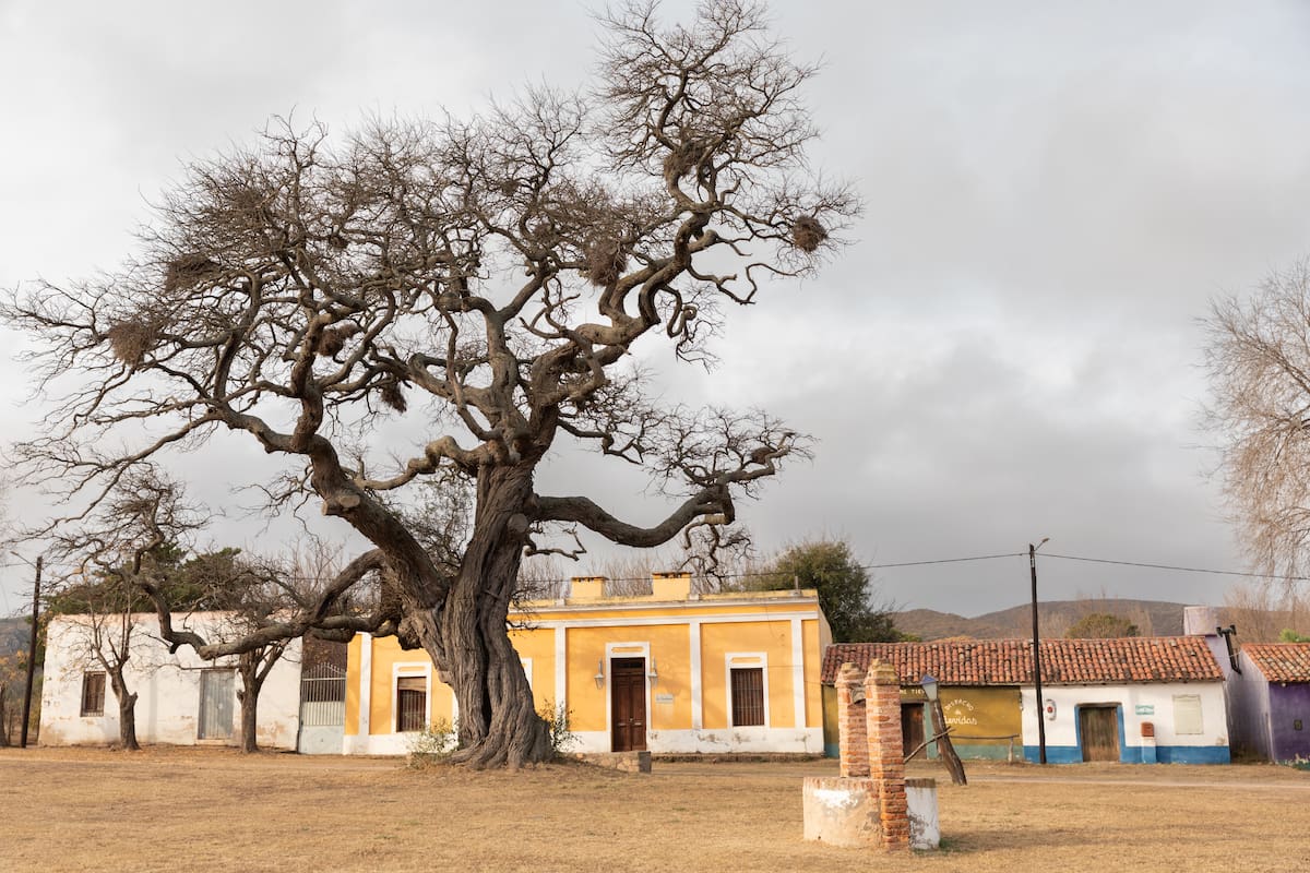 Ischilín gira alrededor de un algarrobo de más de 800 años.
