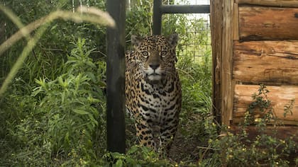 Isis, la yaguareté que llegó a los Esteros del Iberá para salvar a la especie y controlar la superpoblación de carpinchos