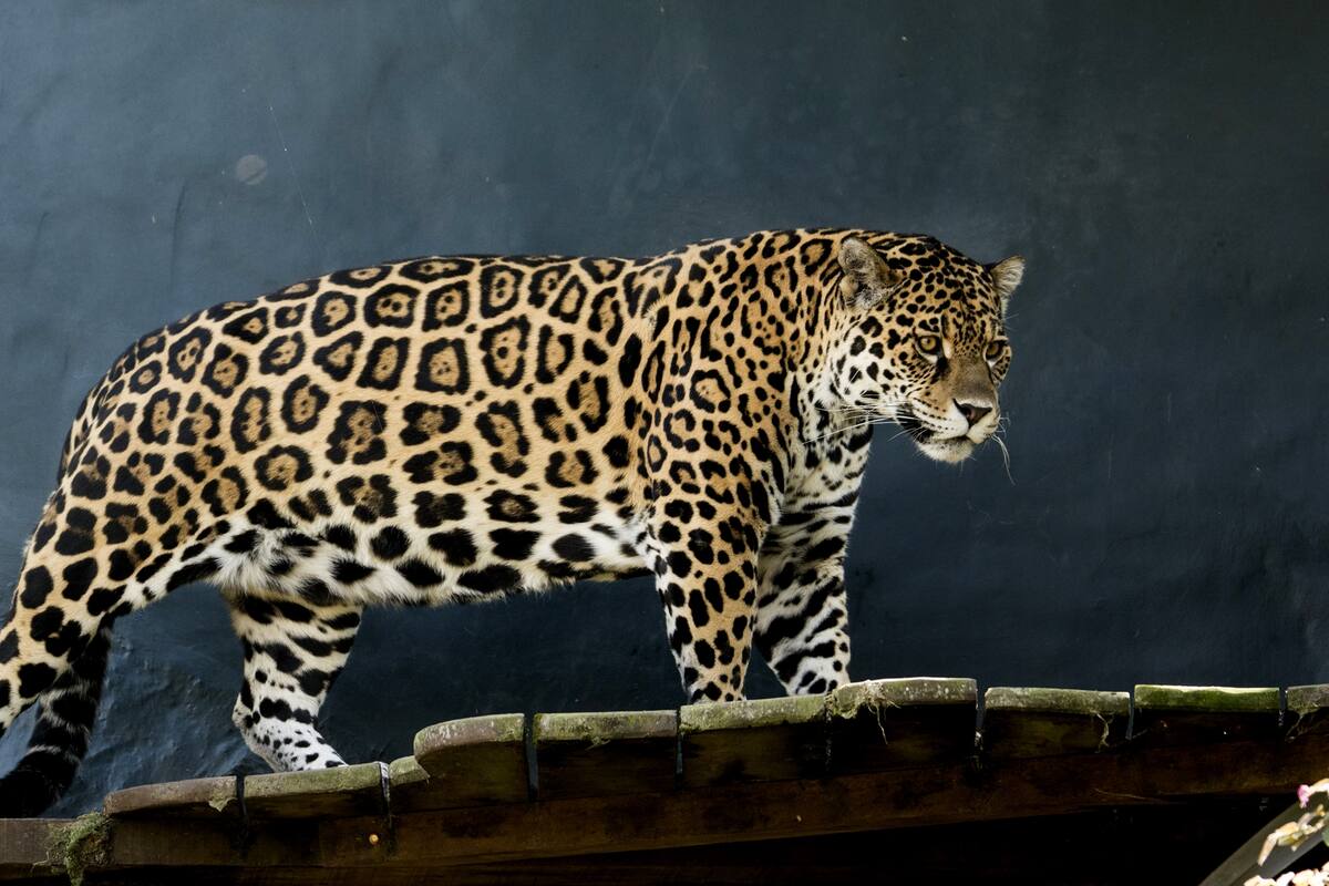 Isis, la yaguareté que llegó a los Esteros del Iberá para salvar a la especie