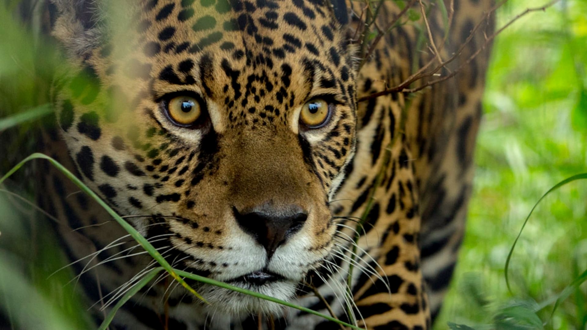 isis, una hembra de 6 años traída de Brasil y trasladada a la isla San Alonso, es la candidata para devolver al jaguar al segundo humedal más grande del mundo