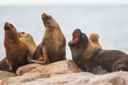 Los islotes son muy importantes desde el punto de vista de la biodiversidad porque son lugares de reproducción de lobos de un pelo y de muchas aves marinas y costeras