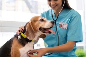 Italia da un paso más en la protección animal con una normativa clave