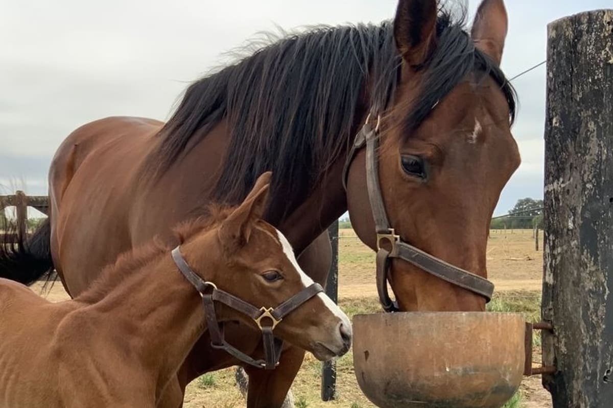 It's a Gift se alimenta en la cabaña de San Antonio de Areco; su cría, Muñeco Eterno, no se despega de su lado