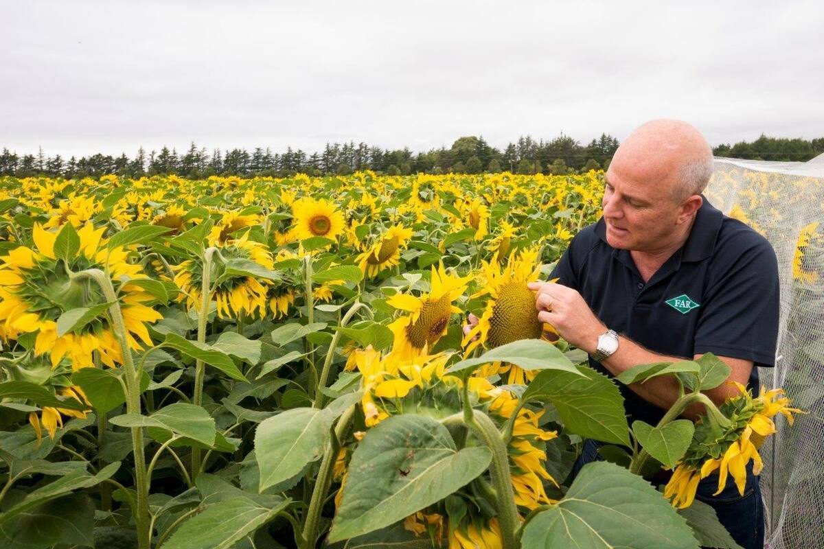 Iván Lawrie: “He tenido la suerte de tener libertad para operar e introducir algunos cultivos que aquí no se hacían, como el girasol alto oleico"