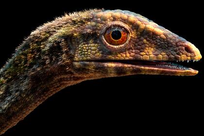 Un equipo de investigadores presentaron evidencia contundente de que los parientes más cercanos de los pterosaurios son un grupo no muy conocido que se creía precursor de los dinosaurios, los lagerpétidos