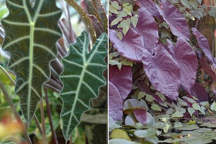 Izq. Alocasia sanderiana o planta esqueleto. Der.: Colocasia esculenta ‘Black Magic’, conocida como oreja de elefante.