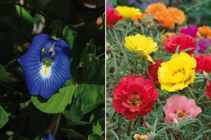 Izq.: Clitoria ternatea (clitoria), originaria de África tropical y naturalizada en las zonas tropicales de América. Der.: Portulaca grandiflora, una planta nativa de distribución amplia.