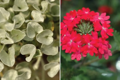 Izq.: Dichondra argente, se distribuye en América tropical y subtropical, y en la Argentina desde el Norte hasta Río Negro. Der.: Glandularia peruviana.