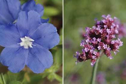 Izq.: Evolvulus glomeratus, originaria de las provincias de Corrientes y Entre Ríos. Der.: Verbena bonariensis: es nativa de la Argentina y se puede encontrar desde el Norte hasta Río Negro y especialmente en Buenos Aires