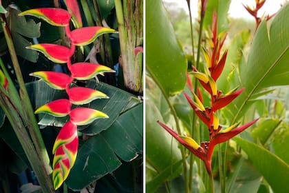 Izq.: Heliconia rostrata. Der.: Heliconia subulata.