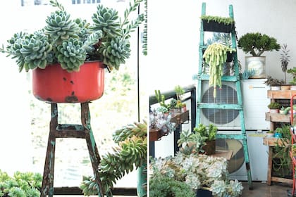 Izq.: la base de un banco viejo puede servir para elevar una planta y darle más protagonismo. En este caso, una Echeveria `Doris Taylor´ plantada en una vieja olla enlozada. Der.: en una escalera antigua se pueden ubicar suculentas colgantes, como Sedum morganianum.