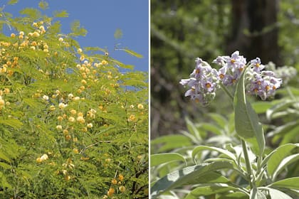 Izq: La Parasenegalia visco es la Acacia visco, nativa del norte y centro del país. Tiene flores amarillas y algo perfumadas. Der.: El fumo bravo puede alcanzar 5 o más metros de altura y su follaje gris es persistente.