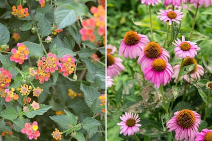 Izq.: Lantana camara, variante flor morada. Der.: Echinacea purpurea