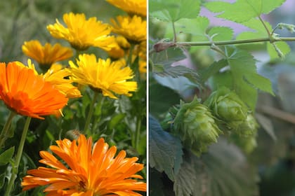 Izq.: Las caléndulas se cultivan desde la antigüedad por sus propiedades curativas y colorantes. Der.: Las flores de lúpulo son antiscépticas.