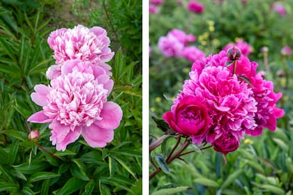 Izq.: Paeonia lactiflora `Dr Fleming´y der.: Paeonia lactiflora `Kansas´