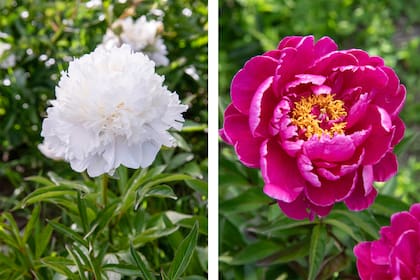 Izq.: Paeonia lactiflora `Duchesse de Nemours´y der.: Paeonia lactiflora ´Karl Rosenfield´