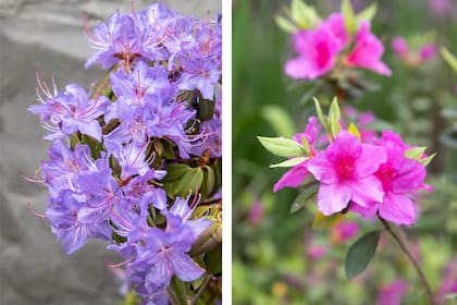 Izq.: Rhododendron augustinii con flores en tonalidades azuladas y violáceas. Der.: Azalea rosada