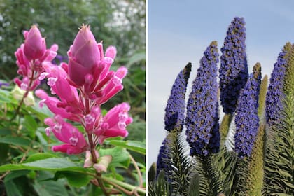 Izq.: Salvia involucrata o coral de invierno. Der.: Echium candicans.