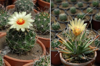Izq.: Thelocactus setispinus. Der.: Leuchtenbergia principis