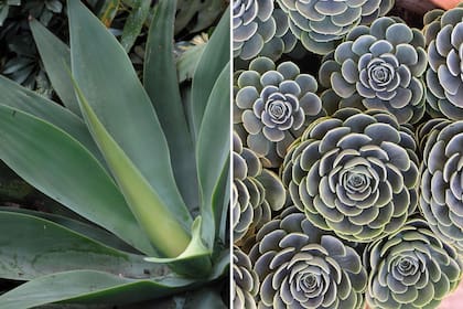 Izquierda: Agave attenuata. Derecha: Echeveria segunda. En primavera, y para ir preparándolas para el verano, requieren sol del mediodía y de tarde