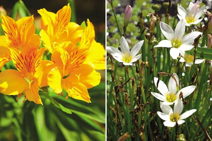 Izquierda: Amancay o alstroemeria, es una planta nativa de los bosques patagónicos. Derecha: la azucena de río o azucena de campo vive espontáneamente en ambientes ribereños