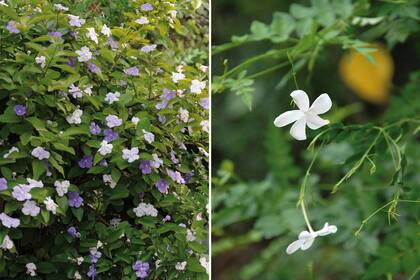 Izquierda: aunque la conocemos como jazmín del Paraguay, país de donde también es autóctona, es una planta nativa del NE de la Argentina. Derecha: el Jazmín del país es originario de Asia y sus flores tienen una fragancia muy preciada en perfumería
