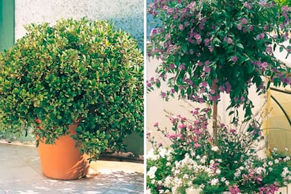 Izquierda: Azarero enano. Derecha: Solanum azul.