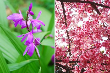 Izquierda: Bletilla striata, una orquídea terrestre, rústica en zonas de clima templado cálido. Florece en primavera. Derecha: Prunus campanulata es el cerezo de flor que mejor crece en zonas templadas y cálidas. Pequeño árbol con flores que van del fucsia al rosa pálido. Las hojas toman coloraciones rojizas en otoño.