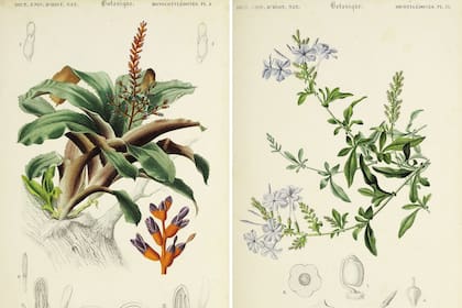 Izquierda: Bromeliáceas, una familia a la que pertenecen el ananá y el clavel del aire. Derecha: Ilustración del Plumbago capensis, jazmín del cielo, que integra la familia de las Plumbagináceas.