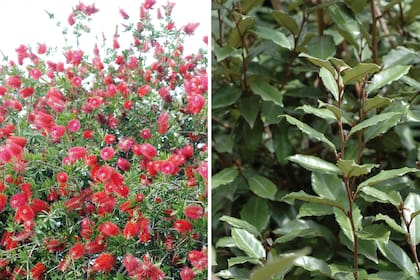 Izquierda: Callistemon citrinus. Derecha: Eleagnus sp.