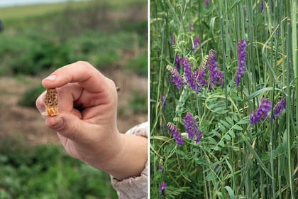 Izquierda: Celdas protegidas por abejas que las mantienen cálidas. Dentro de una celda real hay una abeja reina a horas de nacer. Derecha: La flor de vicia, que aporta néctar y polen a las colmenas.
