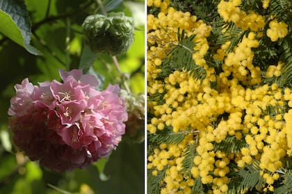 Izquierda: Dombeya wallichii. Es una especie originaria del este de África y de Madagascar. Pertenece a la familia de las Malváceas. Es un arbusto o pequeño árbol que alcanza los 3 o 4 m de altura y un desarrollo lateral aún mayor. Es de follaje persistente, muy ramificado. Genera una sombra densa todo el año. Derecha: Acacia dealbata. Es un árbol de rápido crecimiento, de corteza grisácea y ramaje abierto. Las hojas son compuestas, de aspecto plumoso, verdes grisáceas, con tintes glaucos.